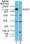 ArfGAP With SH3 Domain, Ankyrin Repeat And PH Domain 1 antibody, NBP2-24643, Novus Biologicals, Western Blot image 