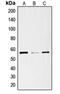 Solute Carrier Family 29 Member 1 (Augustine Blood Group) antibody, orb213895, Biorbyt, Western Blot image 