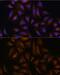 Crystallin Zeta antibody, GTX66130, GeneTex, Immunofluorescence image 