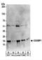 CGG Triplet Repeat Binding Protein 1 antibody, NBP2-22325, Novus Biologicals, Western Blot image 
