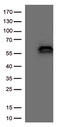 Phosphatidylinositol-3,4,5-trisphosphate 3-phosphatase and dual-specificity protein phosphatase PTEN antibody, TA801108S, Origene, Western Blot image 