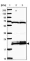 Ribosomal Protein L17 antibody, NBP2-48845, Novus Biologicals, Western Blot image 