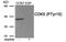 Cyclin Dependent Kinase 5 antibody, 79-970, ProSci, Western Blot image 