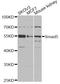 SMAD Family Member 5 antibody, LS-C749038, Lifespan Biosciences, Western Blot image 