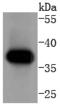 Cyclin-H antibody, A03013-2, Boster Biological Technology, Western Blot image 