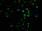 H12 antibody, LS-C670349, Lifespan Biosciences, Immunofluorescence image 