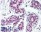 TAR DNA Binding Protein antibody, LS-B2223, Lifespan Biosciences, Immunohistochemistry paraffin image 