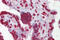 Early Growth Response 3 antibody, ARP34197_P050, Aviva Systems Biology, Immunohistochemistry frozen image 