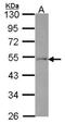 Ferredoxin Reductase antibody, NBP2-16467, Novus Biologicals, Western Blot image 