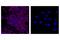 CD45 antibody, 81143S, Cell Signaling Technology, Immunofluorescence image 
