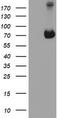Bifunctional purine biosynthesis protein PURH antibody, CF504553, Origene, Western Blot image 