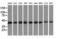 DnaJ Heat Shock Protein Family (Hsp40) Member A2 antibody, LS-C115630, Lifespan Biosciences, Western Blot image 