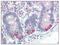 Prolyl 4-Hydroxylase Subunit Beta antibody, AP08767PU-N, Origene, Immunohistochemistry frozen image 
