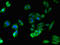 Signal Peptide Peptidase Like 3 antibody, orb47159, Biorbyt, Immunofluorescence image 