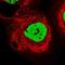 Sister chromatid cohesion protein PDS5 homolog B antibody, HPA039513, Atlas Antibodies, Immunofluorescence image 