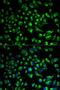 Hyaluronidase PH-20 antibody, LS-C331909, Lifespan Biosciences, Immunofluorescence image 