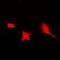 Selenophosphate Synthetase 1 antibody, orb341089, Biorbyt, Immunofluorescence image 
