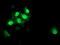 Protein S100-P antibody, TA504478, Origene, Immunofluorescence image 