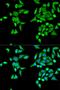 Carboxylesterase 2 antibody, orb136596, Biorbyt, Immunocytochemistry image 
