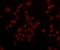 CUB domain-containing protein 1 antibody, NBP2-75929, Novus Biologicals, Immunofluorescence image 