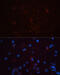 Thy-1 Cell Surface Antigen antibody, 18-520, ProSci, Immunofluorescence image 