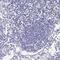 Amine oxidase [flavin-containing] A antibody, PA5-63700, Invitrogen Antibodies, Immunohistochemistry frozen image 