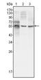 Tuj1 antibody, AM06402SU-N, Origene, Western Blot image 