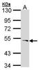 Procollagen C-Endopeptidase Enhancer antibody, PA5-28004, Invitrogen Antibodies, Western Blot image 
