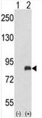 G Protein-Coupled Receptor Kinase 3 antibody, AP50100PU-N, Origene, Western Blot image 