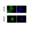 Ubiquitin carboxyl-terminal hydrolase 15 antibody, PA5-44964, Invitrogen Antibodies, Immunofluorescence image 