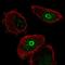 Solute Carrier Family 10 Member 7 antibody, HPA057906, Atlas Antibodies, Immunofluorescence image 