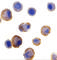 HLA class II histocompatibility antigen, DRB1-11 beta chain antibody, 2019, ProSci, Immunocytochemistry image 