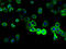 Membrane Spanning 4-Domains A8 antibody, A67798-100, Epigentek, Immunofluorescence image 