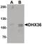 DEAH-Box Helicase 36 antibody, PA5-34494, Invitrogen Antibodies, Western Blot image 