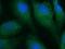 Disrupted in schizophrenia 1 protein antibody, 15500-1-AP, Proteintech Group, Immunofluorescence image 
