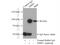 FACT antibody, 15696-1-AP, Proteintech Group, Immunoprecipitation image 