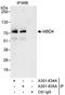Methyl-CpG Binding Domain 4, DNA Glycosylase antibody, A301-635A, Bethyl Labs, Immunoprecipitation image 
