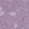 Cell adhesion molecule 2 antibody, HPA010024, Atlas Antibodies, Immunohistochemistry frozen image 