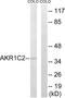 Aldo-keto reductase family 1 member C2 antibody, LS-C119709, Lifespan Biosciences, Western Blot image 