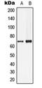 Lamin B1 antibody, LS-C352466, Lifespan Biosciences, Western Blot image 