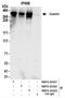 Golgin subfamily B member 1 antibody, NBP2-22322, Novus Biologicals, Immunoprecipitation image 