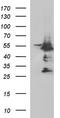 c-Myc antibody, TA507203, Origene, Western Blot image 