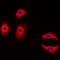 Claudin 3 antibody, orb235100, Biorbyt, Immunofluorescence image 