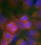 Glutamate Ionotropic Receptor AMPA Type Subunit 1 antibody, orb14639, Biorbyt, Immunofluorescence image 