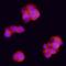 Protein aurora borealis antibody, AF6856, R&D Systems, Immunofluorescence image 