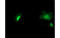 Neuraminidase 2 antibody, MBS832377, MyBioSource, Immunofluorescence image 