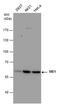 Malic Enzyme 1 antibody, MA5-23524, Invitrogen Antibodies, Western Blot image 