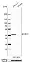 Malate dehydrogenase, mitochondrial antibody, NBP1-89540, Novus Biologicals, Western Blot image 