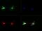 Nestin antibody, GTX30670, GeneTex, Immunofluorescence image 