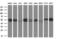 Tubulin Beta 3 Class III antibody, GTX83460, GeneTex, Western Blot image 